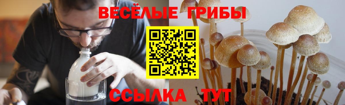 Краснодар  Галлюциногенные грибы MAGIC MUSHROOMS  Вход с VPN  Псилоцибиновые грибы GOLDEN TEACHER 